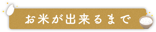 お米が出来るまで